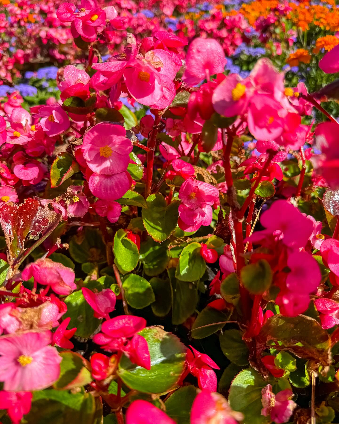 #flowers #summer