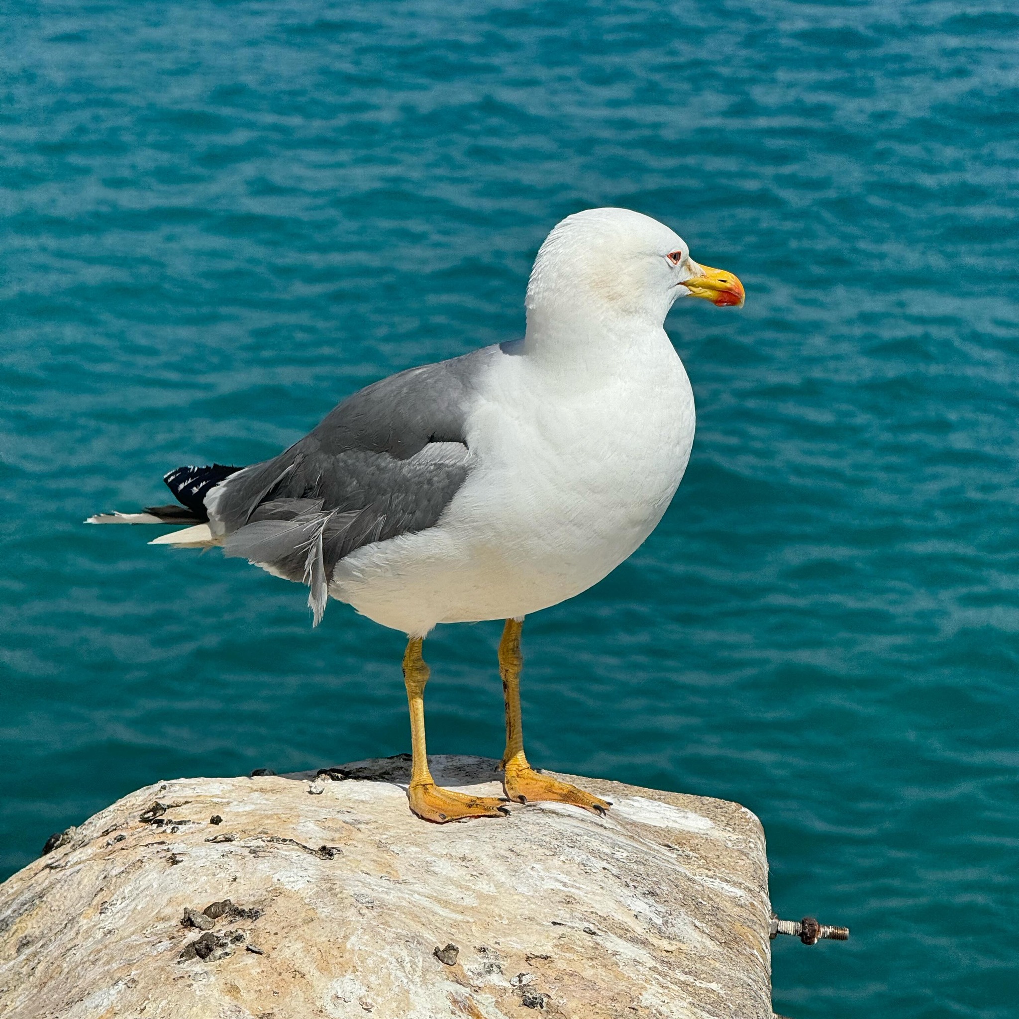 #sea #seagull